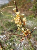 Cuscuta cesattiana